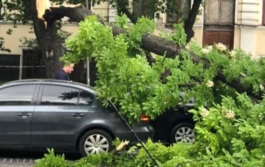 Зламане дерево впало на два припарковані автомобілі біля житлового будинку