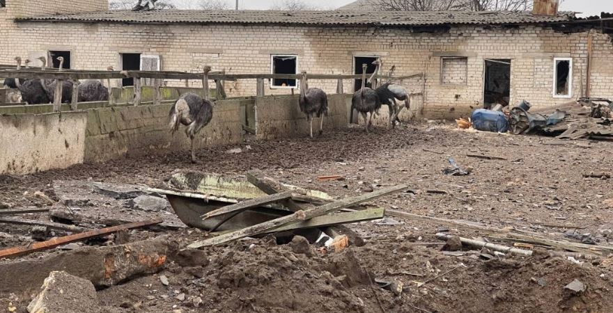 Страуси на подвір’ї ферми біля цегляної будівлі серед бруду та уламків